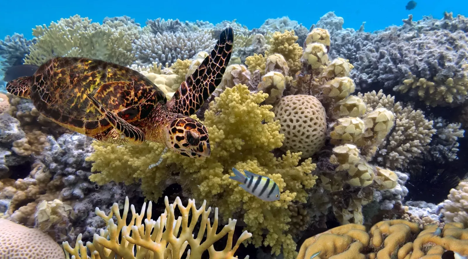 Green sea turtle resting among hard corals and reef fish on a shallow reef