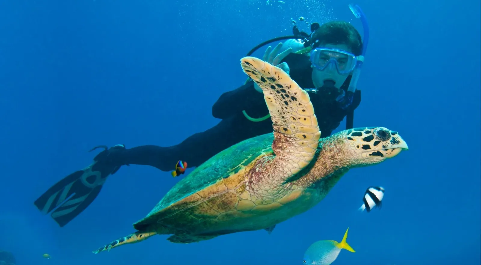 Scuba diver swimming alongside a green sea turtle in deep blue water