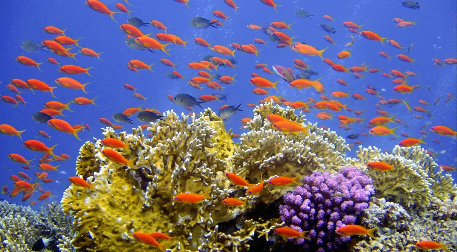 Shoal of orange anthias fish above branching and purple hard corals