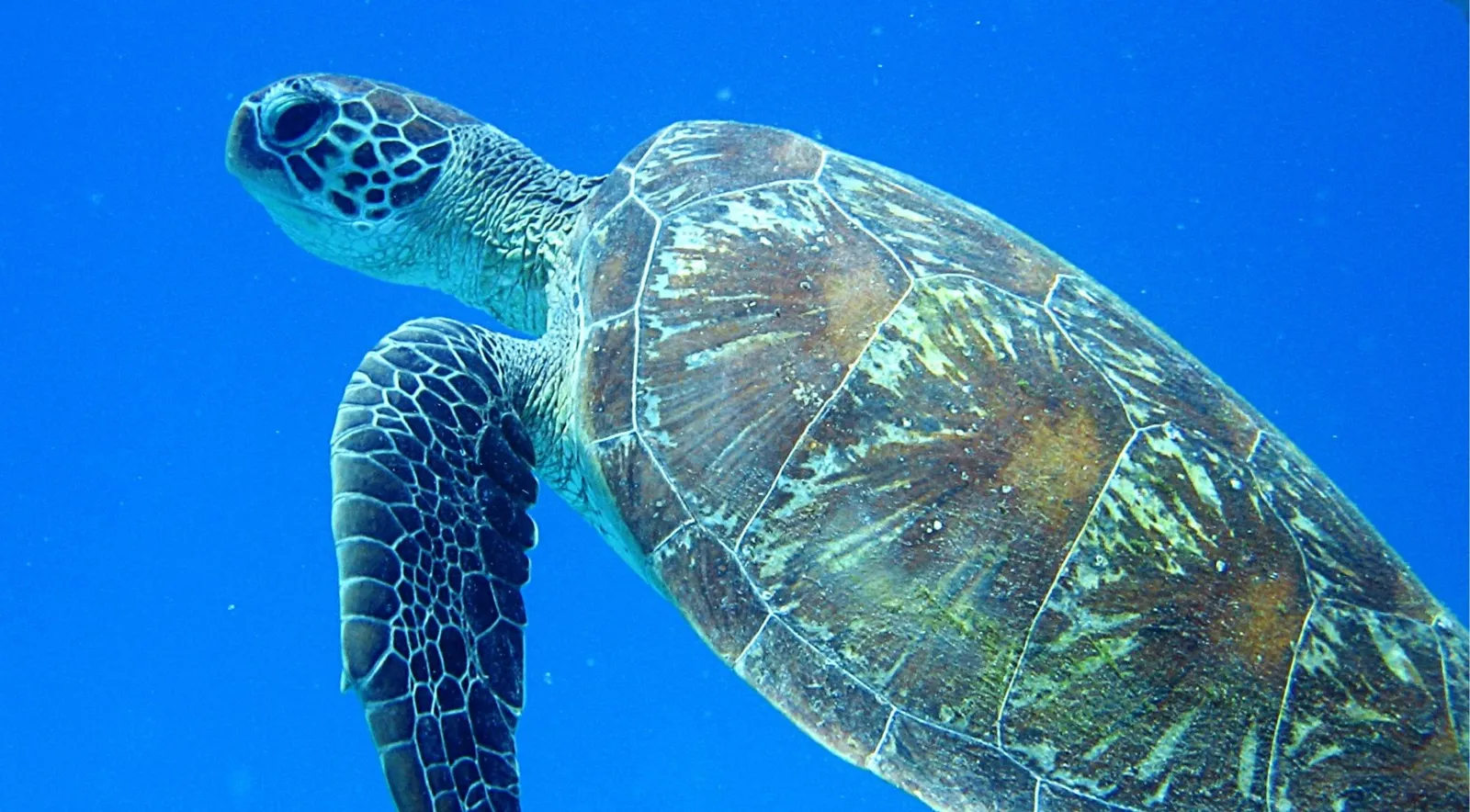 Green sea turtle swimming close to the camera in bright blue water