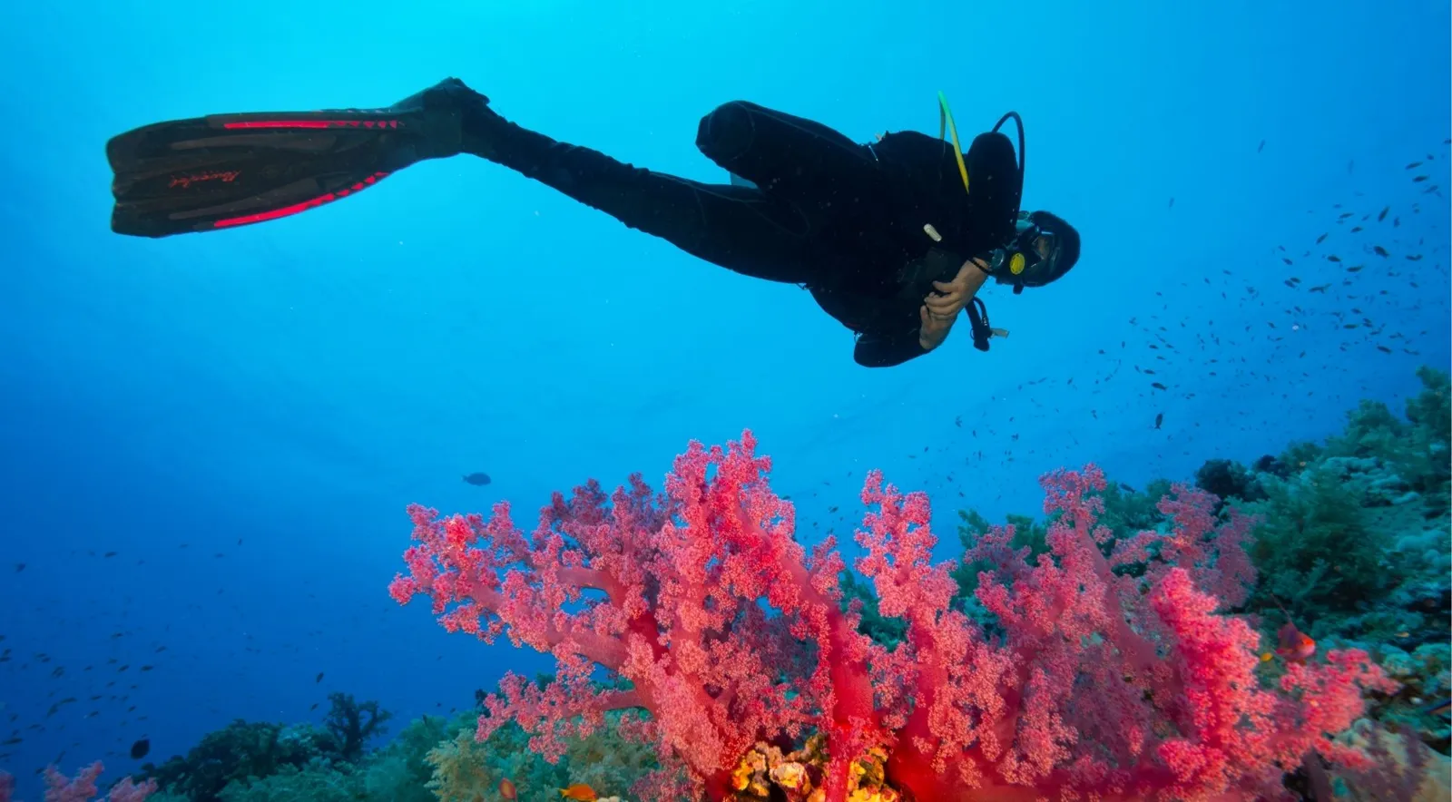 Diver hovering above bright red soft corals on a reef wall