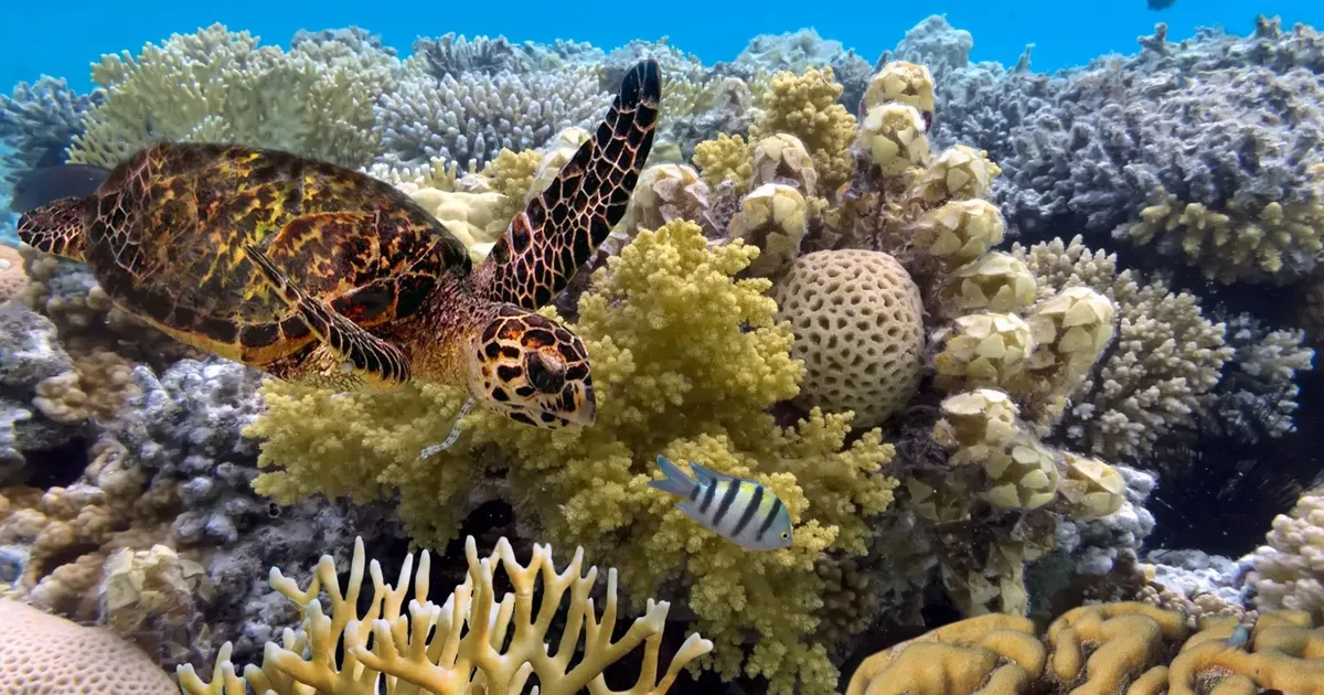 A hawksbill turtle swimming over soft and hard coral on the outer Great Barrier Reef, the kind of reef snorkellers reach on a day trip from Cairns