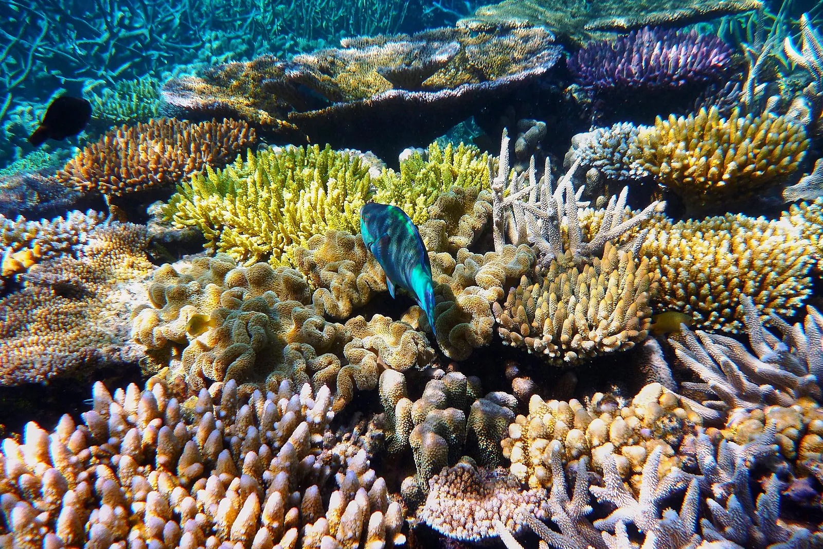 Colourful hard corals and reef fish on the outer reef