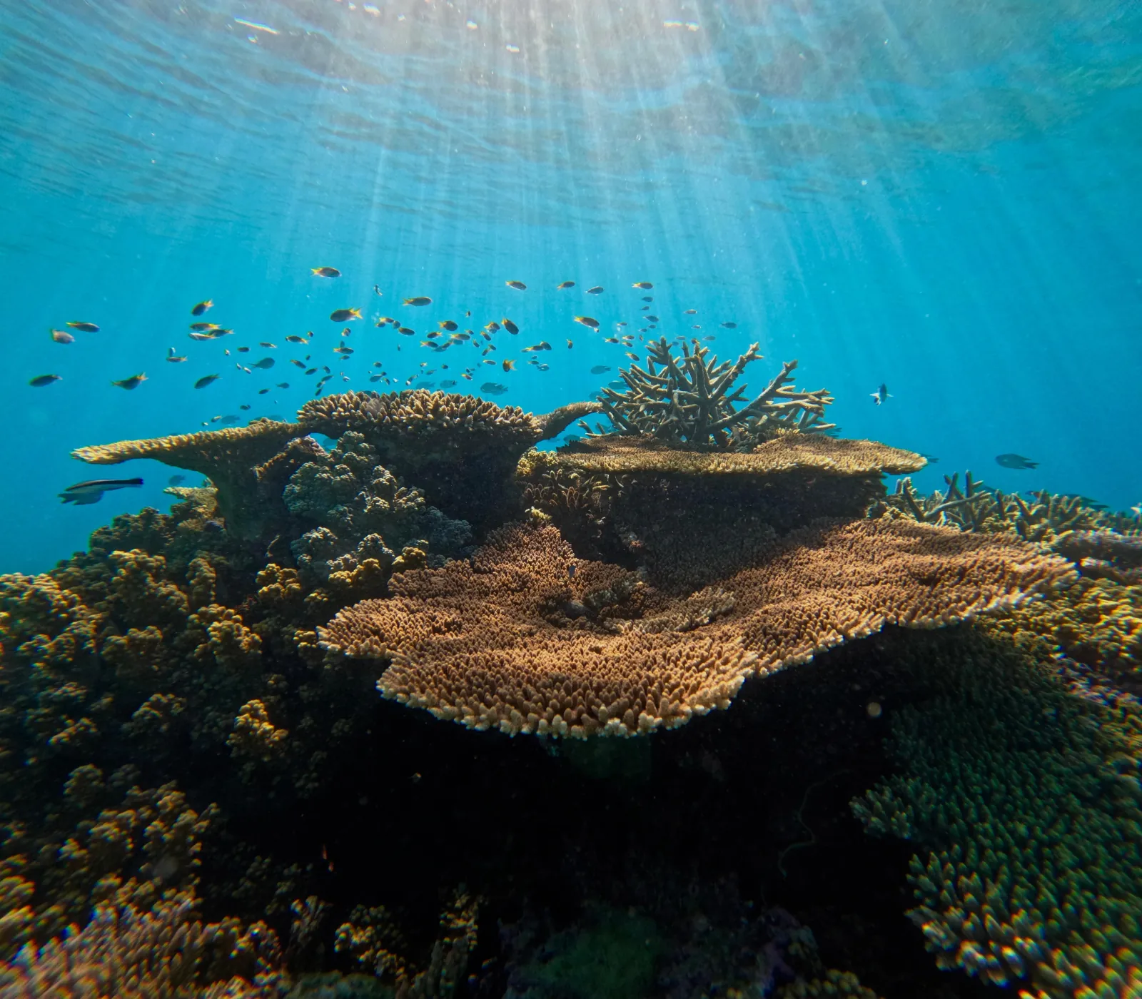 Table corals and reef fish lit by shafts of sunlight