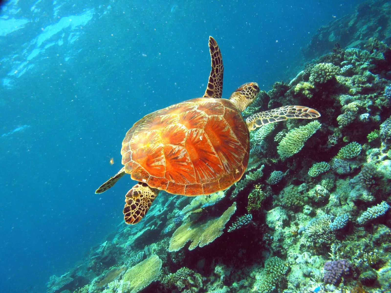 Hawksbill turtle swimming over coral