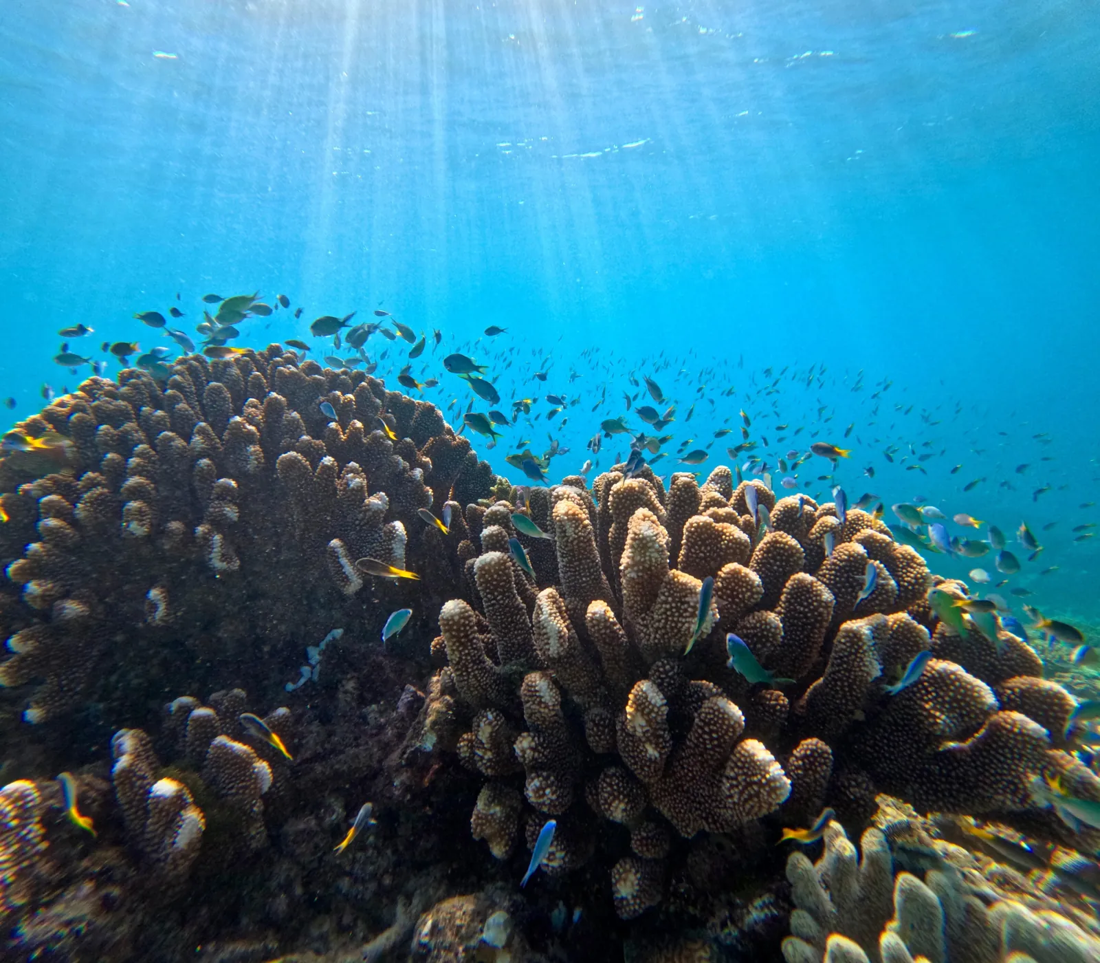 Hard coral garden in clear blue water