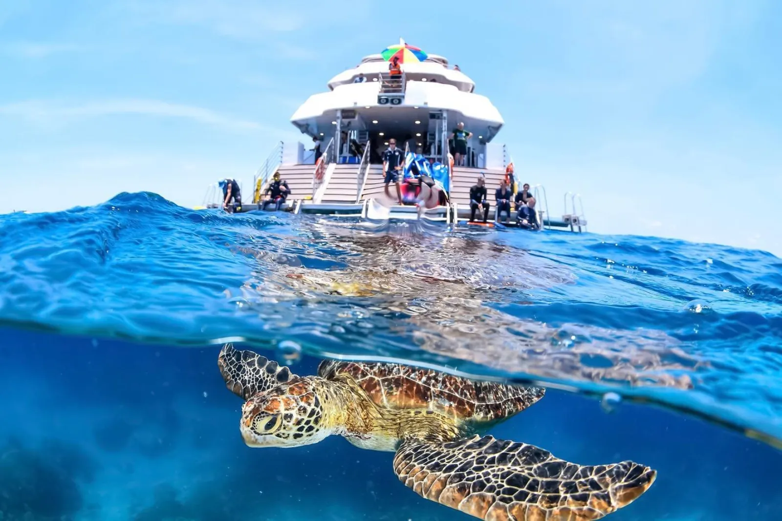 Green turtle swimming below the surface in front of the reef boat