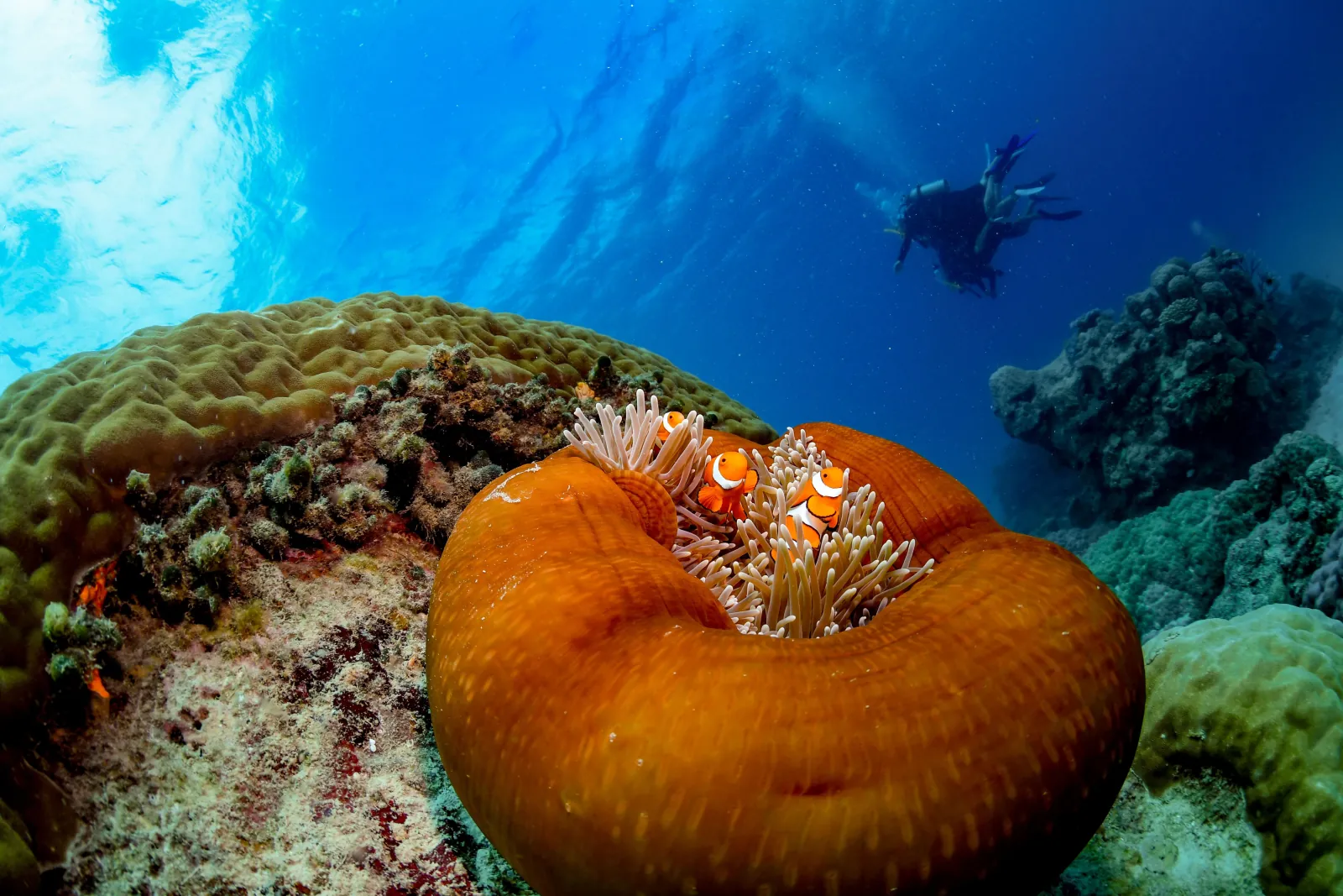 Anemone and hard corals with a diver in the background