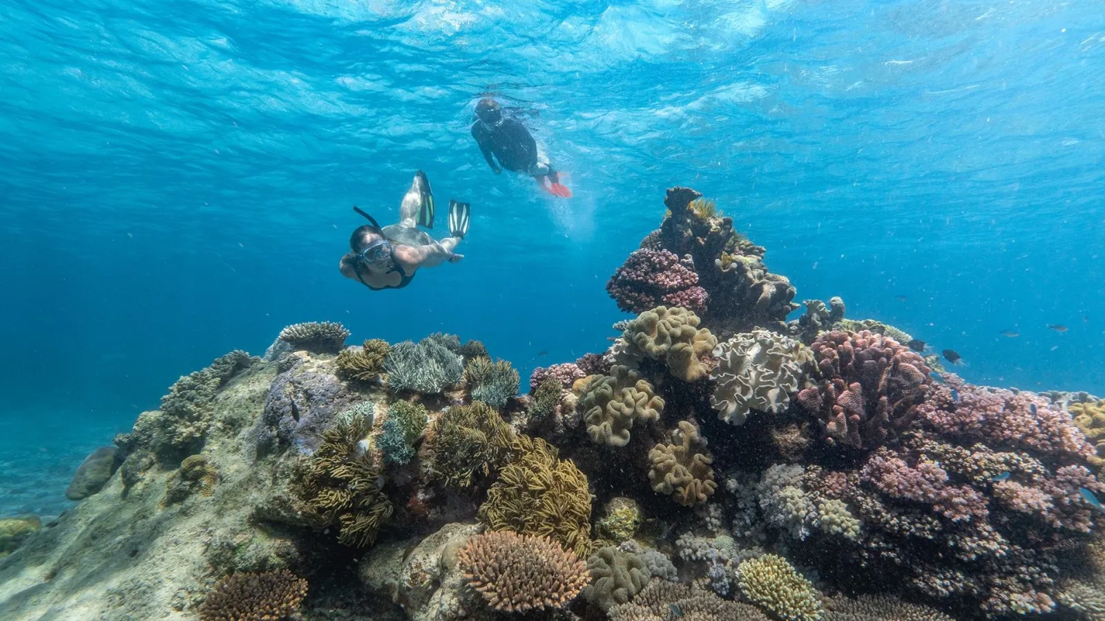 Diver swimming above a coral bommie