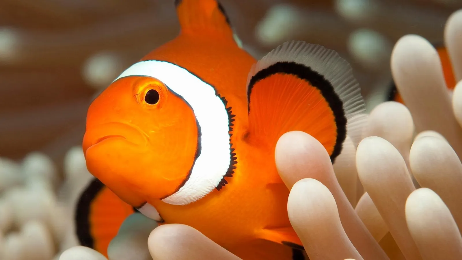 Orange clownfish in a sea anemone