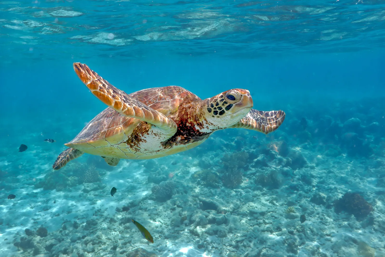 Green turtle swimming over a sandy reef bottom