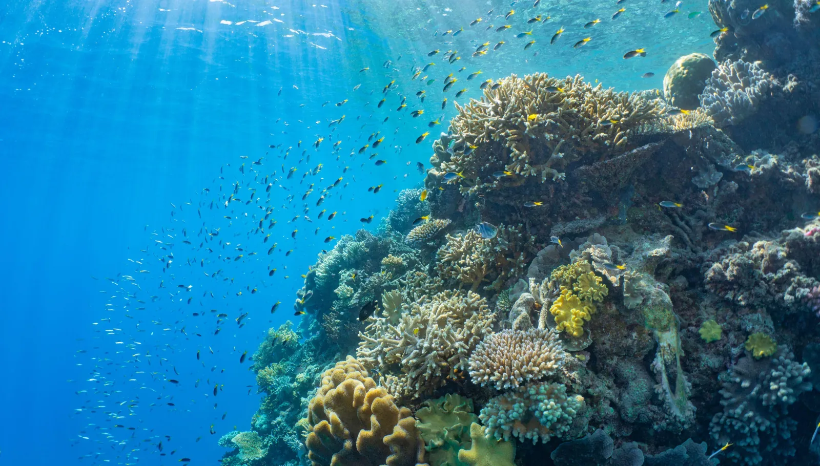 Reef wall with coral and fish