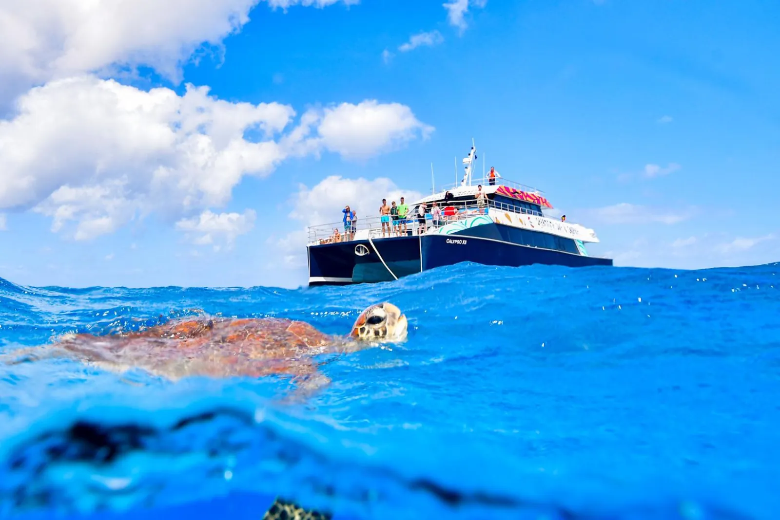 Reef boat seen from the water with a turtle swimming in the foreground