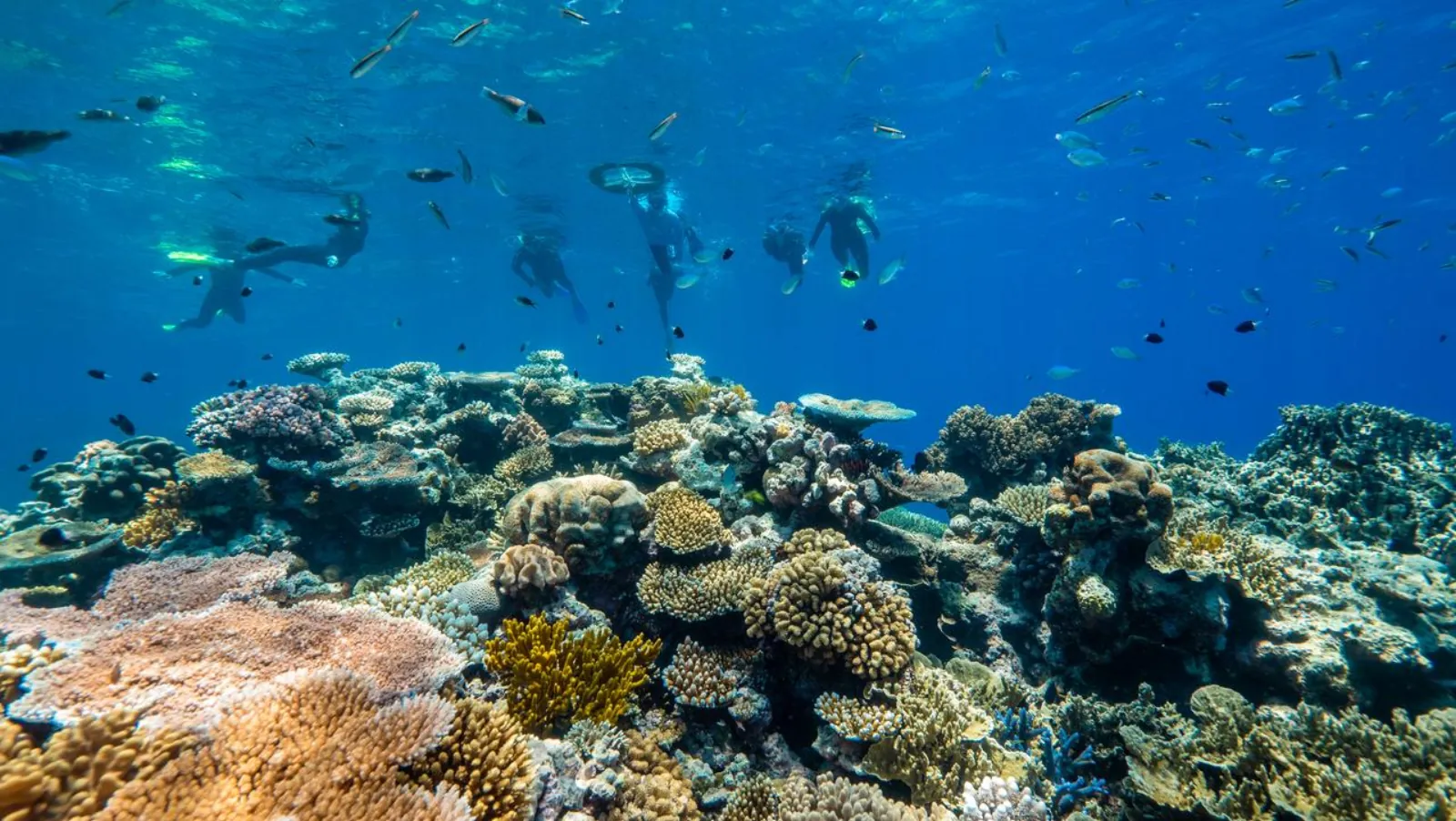 Snorkellers above a wide coral garden