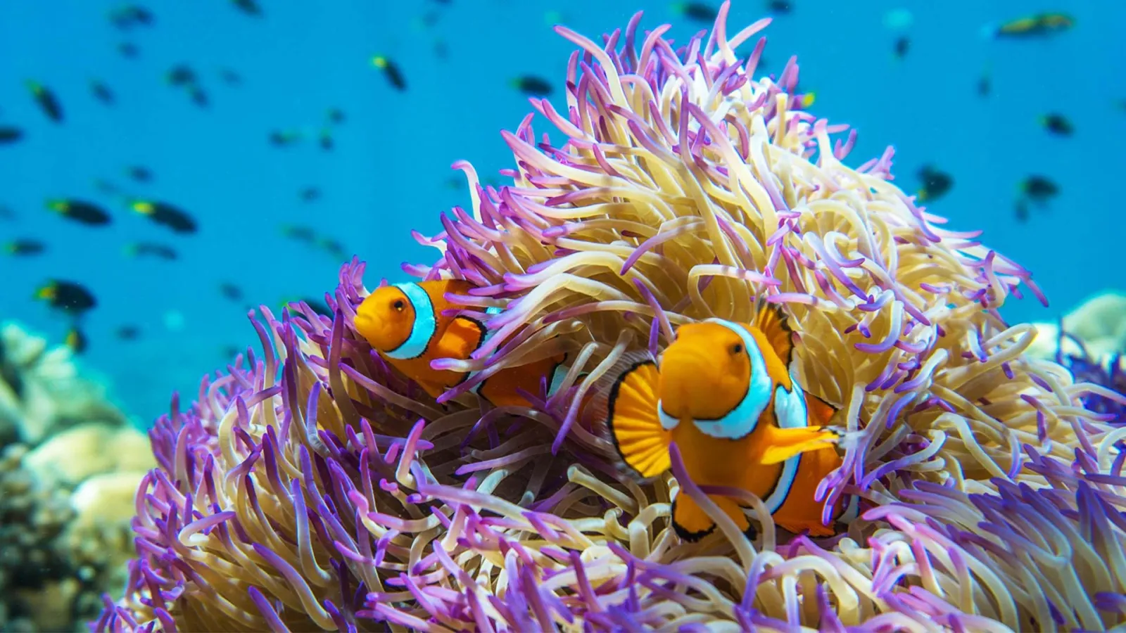 Clownfish in an anemone