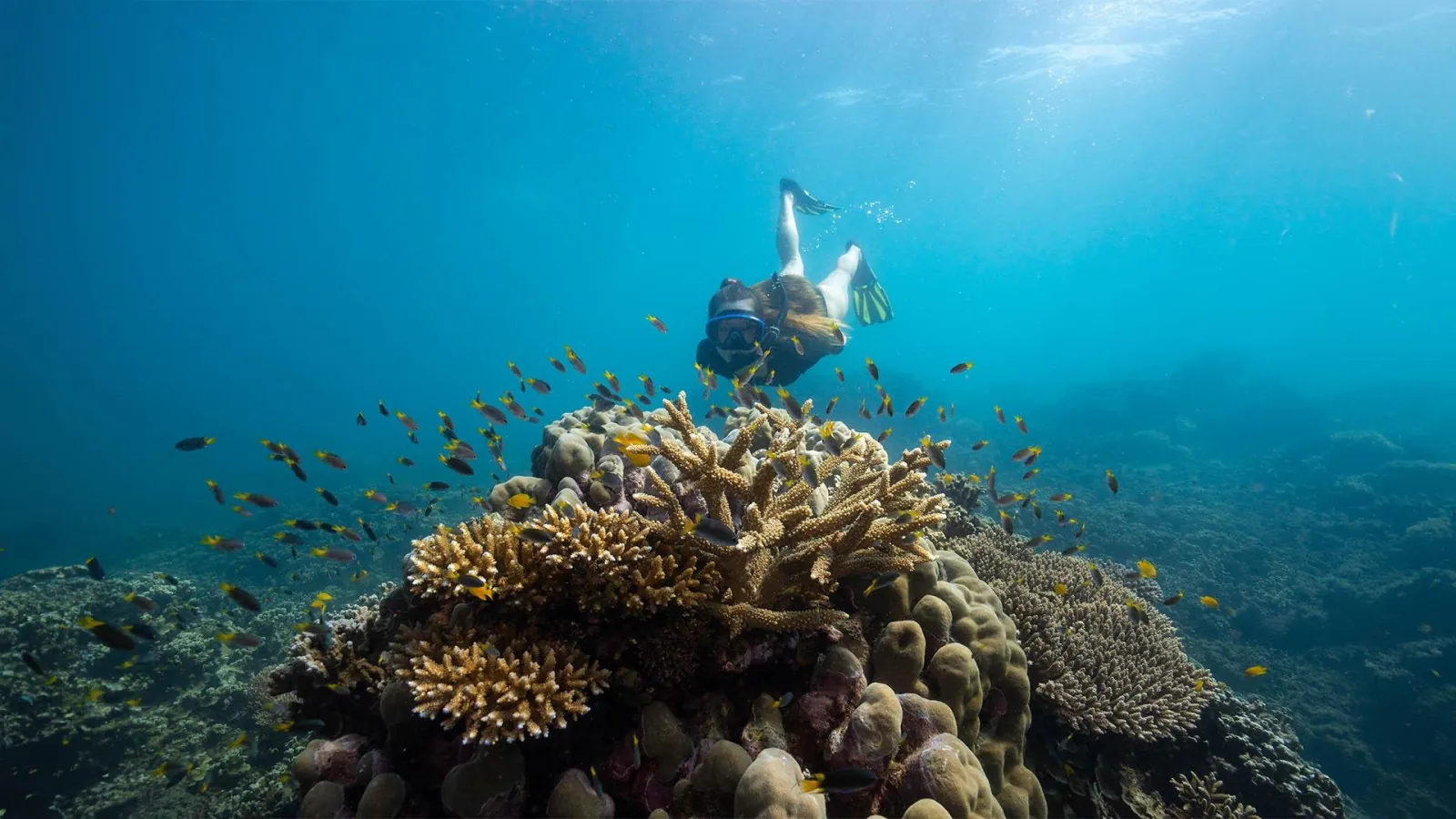 Snorkeller above a coral garden