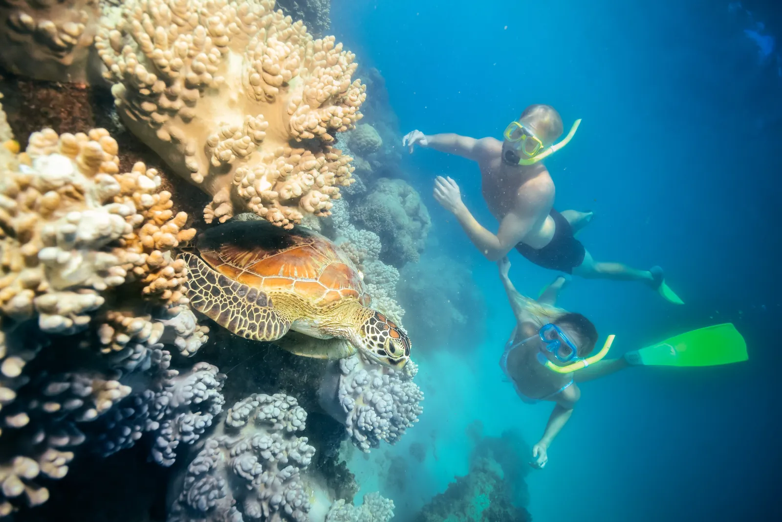 Snorkellers over coral and a turtle