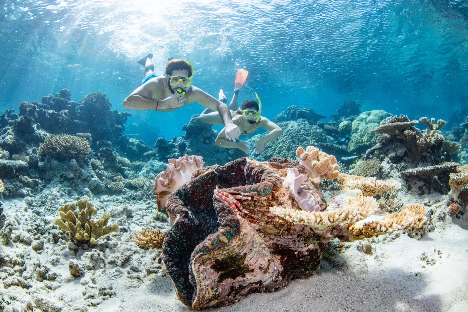 Snorkeller diving down to a giant clam