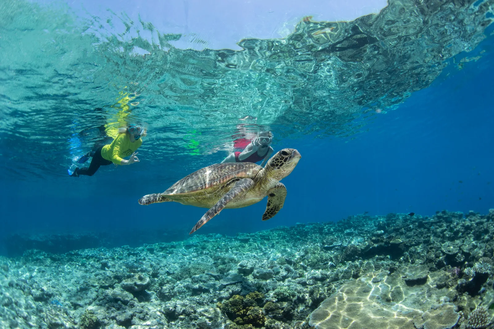 Silverswift Three Reef Sites in One Day from Cairns