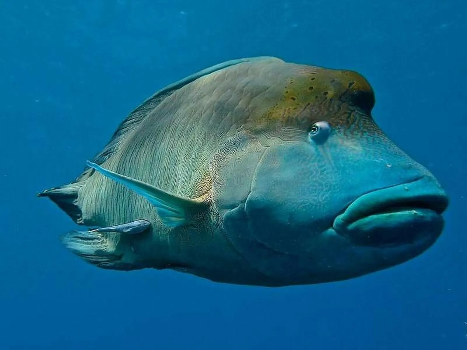 Maori wrasse in open water