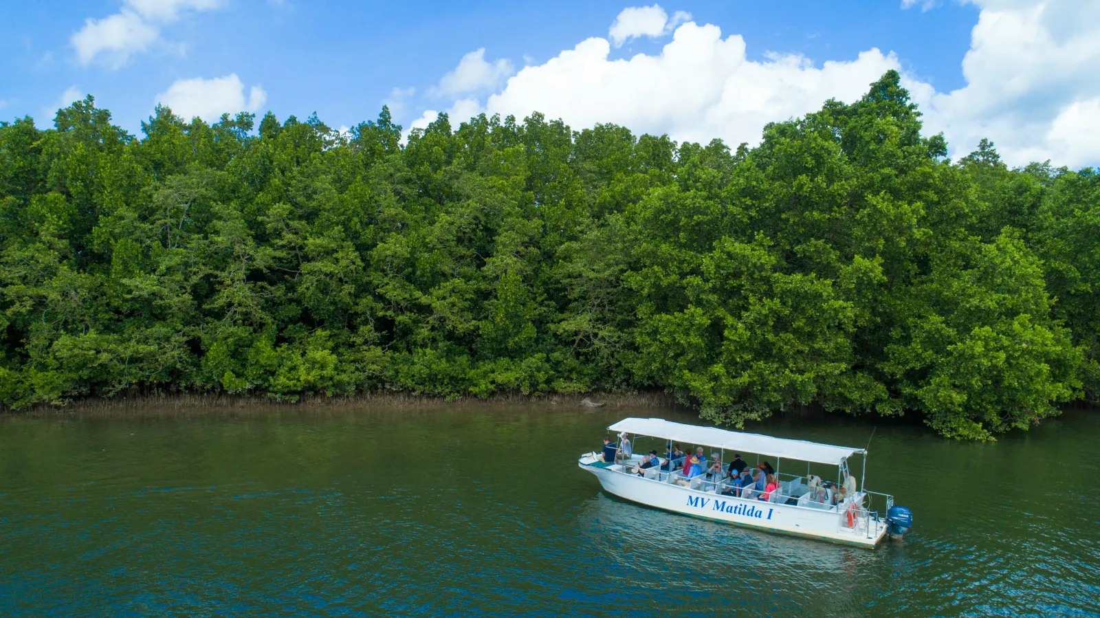River cruise boat beside the mangroves