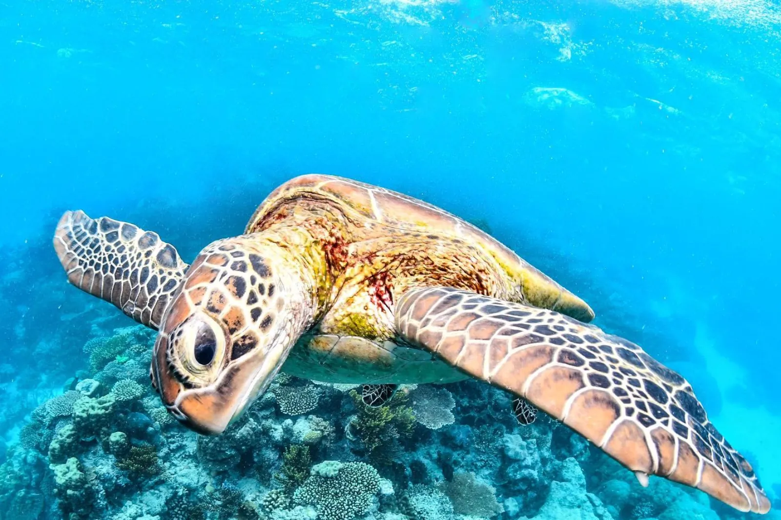 Green turtle swimming over coral