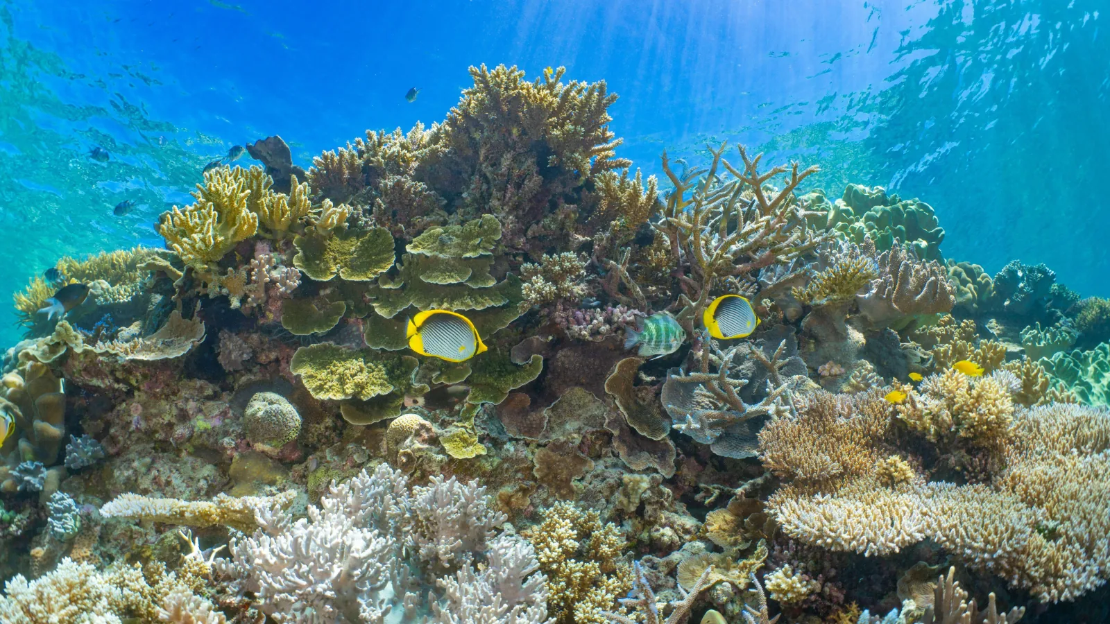 Reef fish and coral in clear water