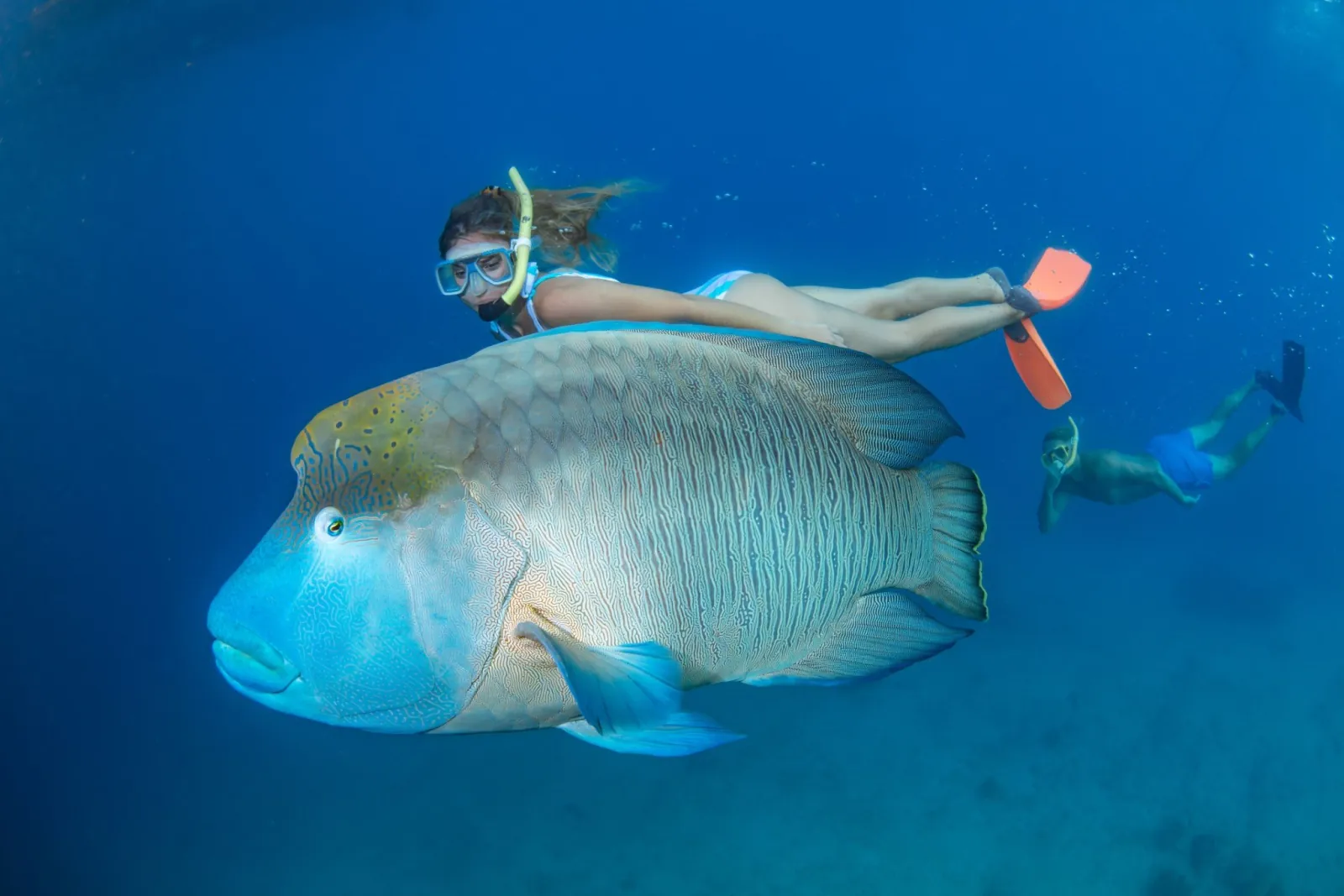 Snorkeller beside a large Maori wrasse