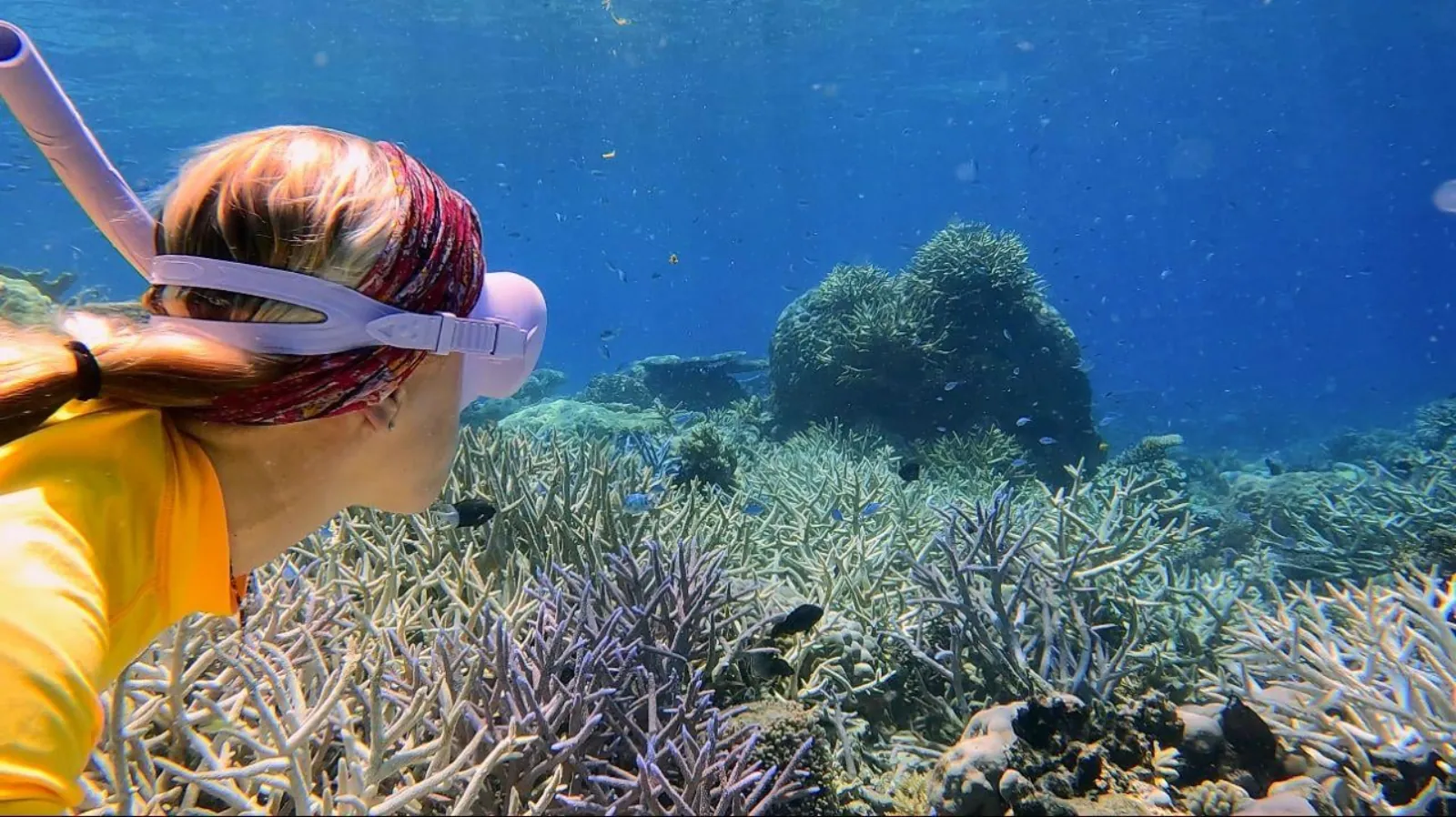 Snorkeller looking at coral just below the surface
