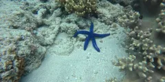 Guest photo from review