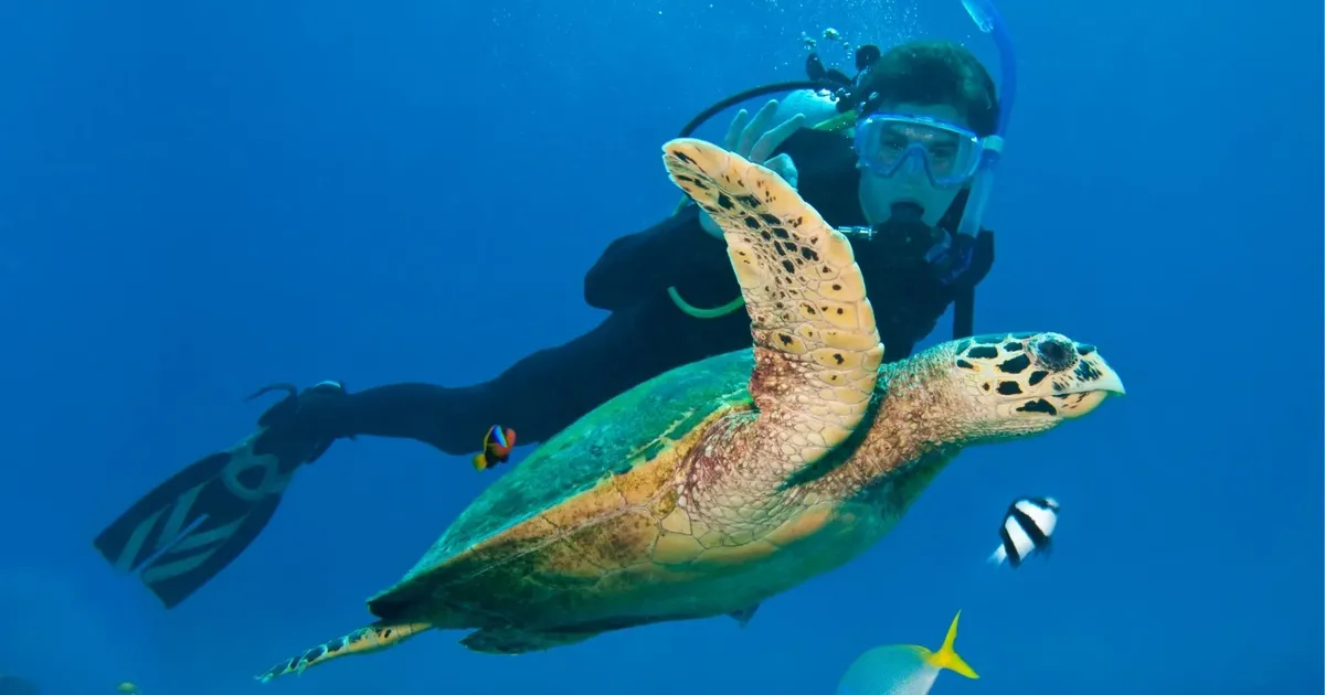 A scuba diver swimming beside a hawksbill turtle in blue water on the outer Great Barrier Reef off Cairns